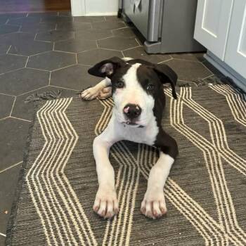 Axel BK -  Pit Bull Terrier and Mixed Breed Dog for Adoption in Austin, Texas - Axel BK | PetCurious