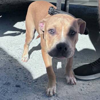 Lawrence -  Pit Bull Terrier Dog for Adoption in Columbus, North Carolina - Lawrence | PetCurious