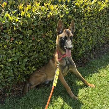 Cutty -  Belgian Shepherd Malinois Dog for Adoption in Rancho Santa Margarita, California - Cutty | PetCurious