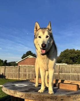Yuma -  Husky Dog for Adoption in Franklin, Tennessee - Yuma | PetCurious