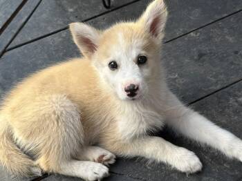 Wynter -  Husky and Shepherd Dog for Adoption in Cambridge, Ontario - Wynter | PetCurious