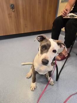 Pit Bull Terrier Dogs Available for Adoption in San Jose, California - JEMMA | PetCurious
