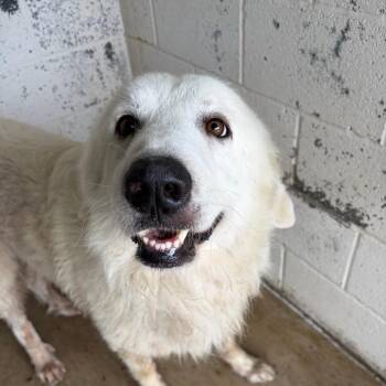 K-Kwik -  Great Pyrenees Dog for Adoption in Edinburg, Texas - K-Kwik | PetCurious