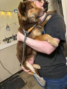 Voyager : Nelix -  Shetland Sheepdog Sheltie Dog for Adoption in Aurora, Indiana - Voyager : Nelix | PetCurious