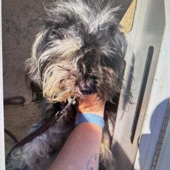 Elowen -  Maltese and Mixed Breed Dog for Adoption in Spring Hill, Kansas - Elowen | PetCurious