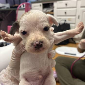 Circus Baby -  Terrier Dog for Adoption in Northbrook, Illinois - Circus Baby | PetCurious