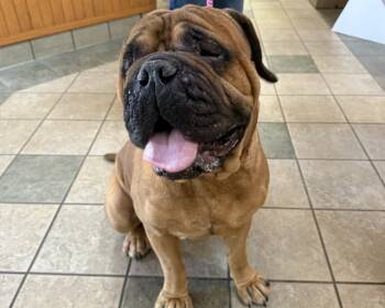Rescue Bullmastiff Dogs for Adoption in Raleigh, North Carolina - SQUISHMALLOW | PetCurious
