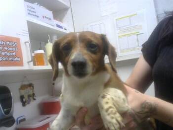 Dachshund and Mixed Breed Dogs Available for Adoption - ADROCK | PetCurious