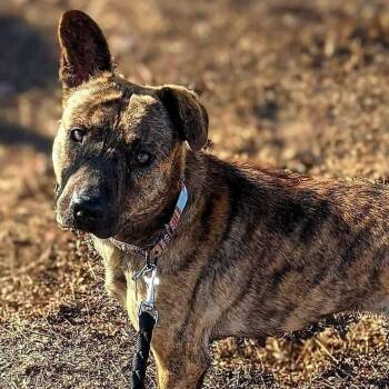 Rescue Pit Bull Terrier and Chow Chow Dogs for Adoption in Wichita, Kansas - Sydney | PetCurious