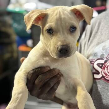 Rescue Mastiff Dogs for Adoption in Boone, Iowa - Wash | PetCurious