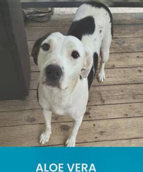 American Staffordshire Terrier and Australian Cattle Dog Blue Heeler Dogs Available for Adoption in Monson, Massachusetts - Aloe Vera | PetCurious