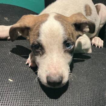 Plisade -  Mixed Breed Dog for Adoption in Durant, Oklahoma - Plisade | PetCurious