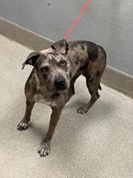 AMBROSIA -  Pit Bull Terrier Dog for Adoption in Las Vegas, Nevada - AMBROSIA | PetCurious