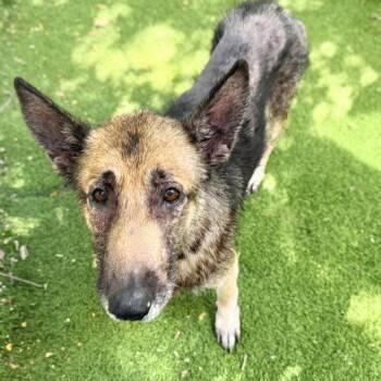 Greta -  German Shepherd Dog Dog for Adoption in Oakland, California - Greta | PetCurious