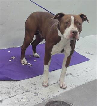 American Staffordshire Terrier and Mixed Breed Dogs Available for Adoption - MARSI | PetCurious