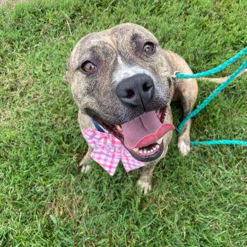 Sadie Momma Sunbeam -  Boxer Dog for Adoption in Andover, Massachusetts - Sadie Momma Sunbeam | PetCurious