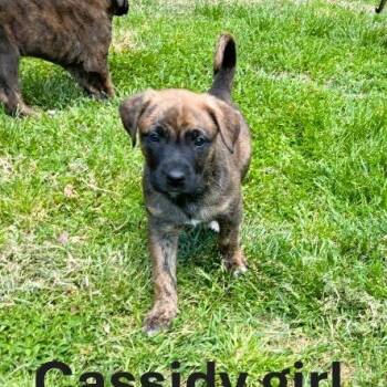 German Shepherd Dog and Boxer Dogs Available for Adoption in Lynchburg, Virginia - Cassidy | PetCurious