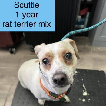 Scuttle -  Rat Terrier and None Dog for Adoption in Tampa, Florida - Scuttle | PetCurious