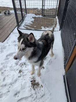 Siberian Husky Dogs Available for Adoption - ODIN | PetCurious