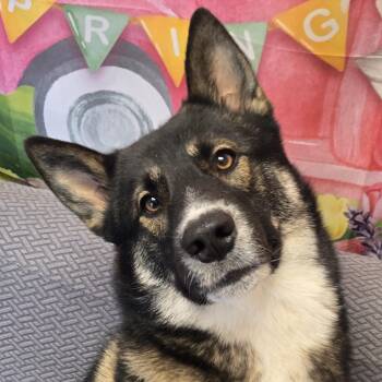 Scooby Doo -  Shepherd Dog for Adoption in Normal, Illinois - Scooby Doo | PetCurious