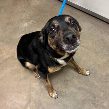 Gumbo -  Mixed Breed Dog for Adoption in Ottawa, Kansas - Gumbo | PetCurious