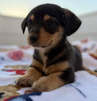 Norfolk Terrier Dogs Available for Adoption in Calera, Alabama - Skye | PetCurious