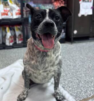 Cherokee in NH Come Meet our Adoptable Dogs Wednesday-Saturday.  -  Cattle Dog and Chihuahua Dog for Adoption in Manchester, New Hampshire - Cherokee In NH Come Meet Our Adoptable Dogs Wednesday-Saturday.  | PetCurious