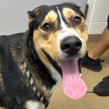 Shepherd Dogs Available for Adoption - Connor | PetCurious