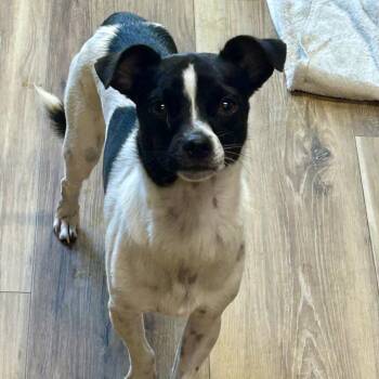 Buster -  Mixed Breed Dog for Adoption in Rockville, Maryland - Buster | PetCurious