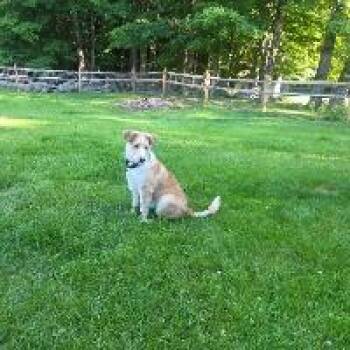 Hudson -  Collie Dog for Adoption in Monticello, New York - Hudson | PetCurious