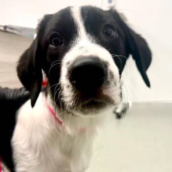 Ace -  English Pointer and Mixed Breed Dog for Adoption in Abilene, Texas - Ace | PetCurious