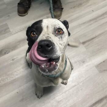 Bash -  Mixed Breed Dog for Adoption in St. Louis, Missouri - Bash | PetCurious