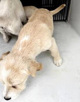 Schnauzer and Mixed Breed Dogs Available for Adoption in Houston, Texas - A654438 | PetCurious