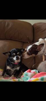 Missy -  Chihuahua Dog for Adoption in Phoenix, Arizona - Missy | PetCurious