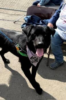 WINSTON -  Chow Chow and Husky Dog for Adoption in Fairbanks, Alaska - WINSTON | PetCurious