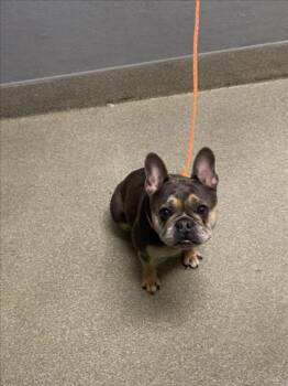 HONOLULU -  French Bulldog Dog for Adoption in Las Vegas, Nevada - HONOLULU | PetCurious