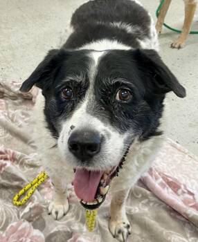 Missy -  Border Collie Dog for Adoption in Salt Lake City, Utah - Missy | PetCurious