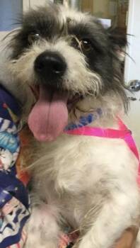 Cairn Terrier Dogs Available for Adoption in Riverside, California - MONTY | PetCurious