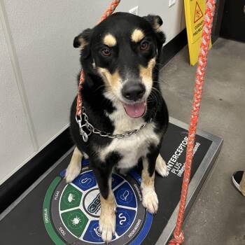 Koby -  German Shepherd Dog and Basset Hound Dog for Adoption in Tampa, Florida - Koby | PetCurious