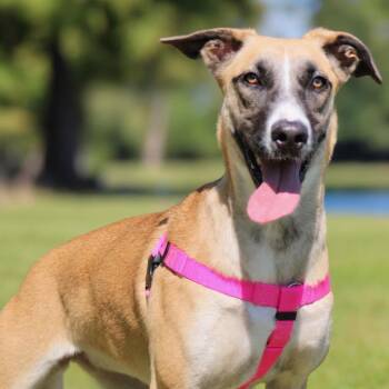 Kendall -  Shepherd and Mixed Breed Dog for Adoption in Houston, Texas - Kendall | PetCurious