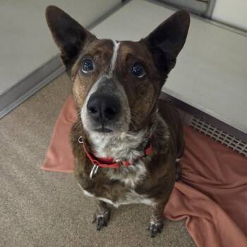 Cattle Dog Dogs Available for Adoption - Mickey | PetCurious