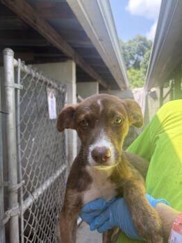 Otis -  Labrador Retriever and Mixed Breed Dog for Adoption in Lawrenceburg, Tennessee - Otis | PetCurious
