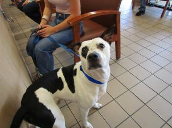 Rescue American Bulldog and Foxhound Dogs for Adoption in Ocala, Florida - DUMPLING | PetCurious