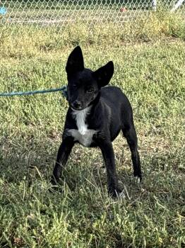 Rizzo -  Mixed Breed Dog for Adoption in Torrington, Wyoming - Rizzo | PetCurious