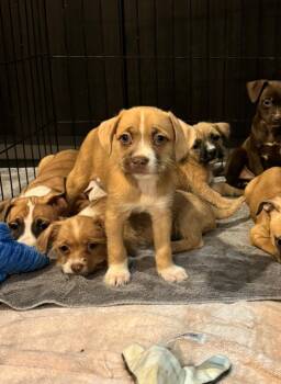 Rescue Chihuahua Dogs for Adoption in Los Angeles, California - Fiona | PetCurious
