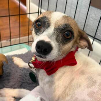 Momma Birch -  Chihuahua and Mixed Breed Dog for Adoption in Tampa, Florida - Momma Birch | PetCurious
