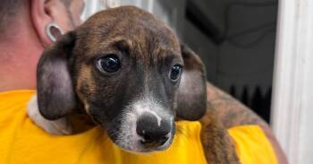 AAD New Arrival! Colleen - 26149 -  Boxer and Hound Dog for Adoption in Armonk, New York - AAD New Arrival! Colleen - 26149 | PetCurious