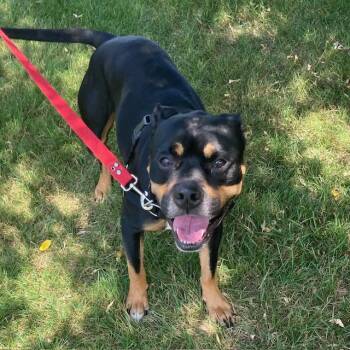 ENZO -  Pit Bull Terrier and Rottweiler Dog for Adoption in Boston, Massachusetts - ENZO | PetCurious