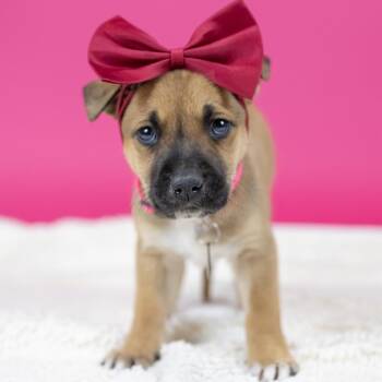 Mixed Breed Dogs Available for Adoption - Brooklyn | PetCurious