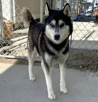 Husky Dogs Available for Adoption in Elko, Nevada - Loki/59908653 | PetCurious